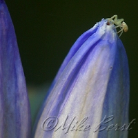  Closed Gentian 