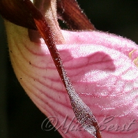  Pink Lady's Slipper 