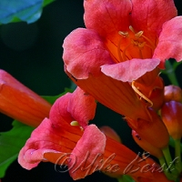  Trumpet Creeper 