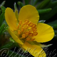  Shrubby Cinquefoil 