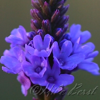  Blue Vervain 