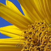  Compass Plant 