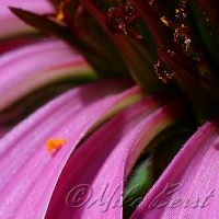  Purple Coneflower  