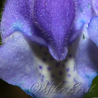  Common Skullcap 