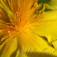  Shrubby St. Johnswort 