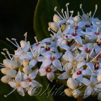  Red Osier 