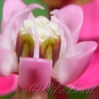  Swamp Milkweed 