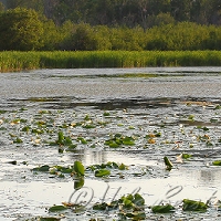  Mill Pond 