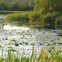  Mill Pond 