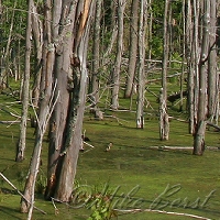  Solon Swamp 