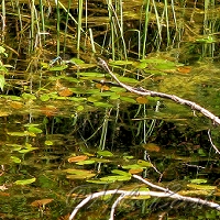  Intradunal Swamp 
