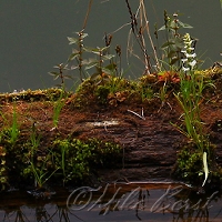  Twin Lakes Sinkhole 