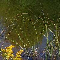  Chippewa Run 