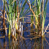  Chippewa Run 