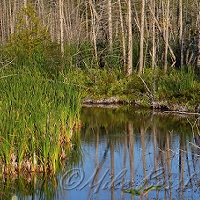  Intradunal Swamp 