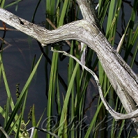  Grass River 