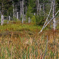  Tucker Swamp 