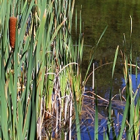  Chippewa Run  