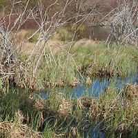  Woolsey Swamp 