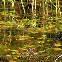 Intradunal Swamp  