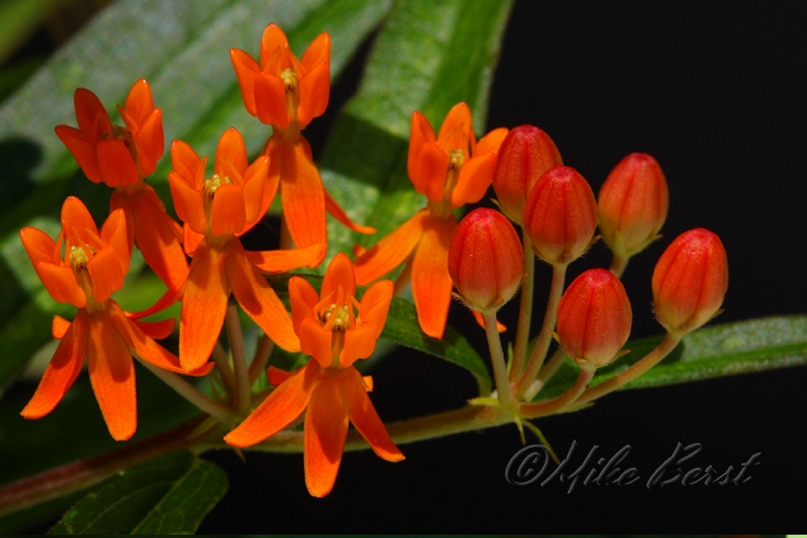  Butterfly Weed 