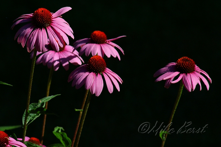  Purple Coneflower 