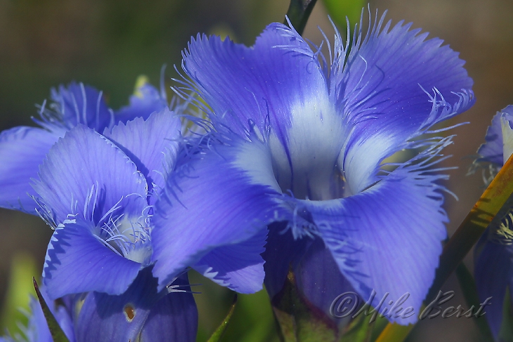  Fringed Gentian 