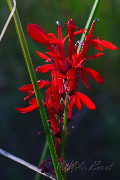  Cardinal Flower 