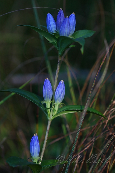  Closed Gentian 