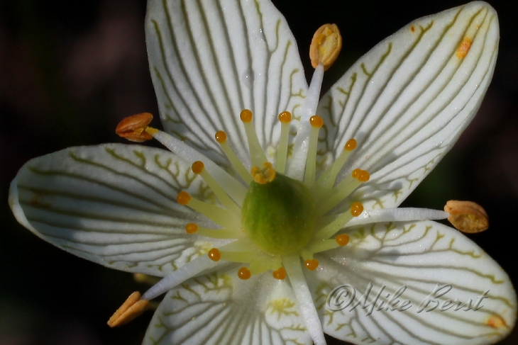  Grass of Parnassus 