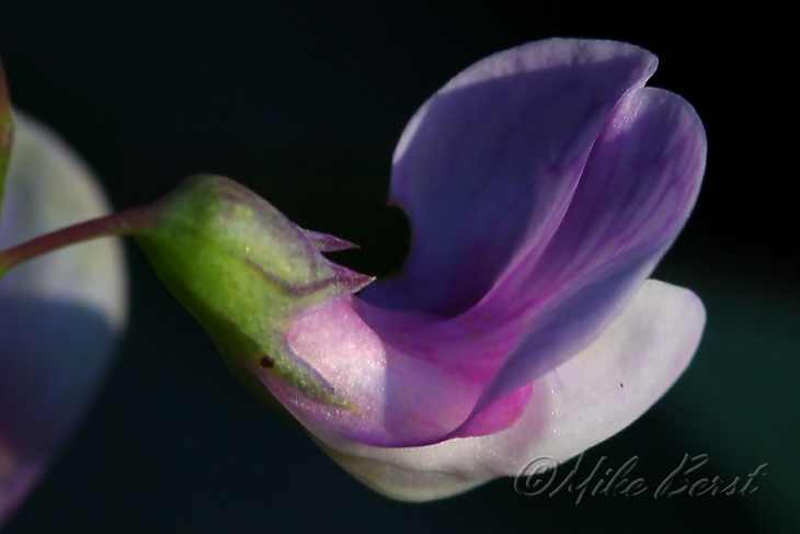  Marsh Vetchling 