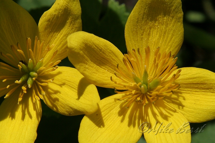  Marsh Marigold 