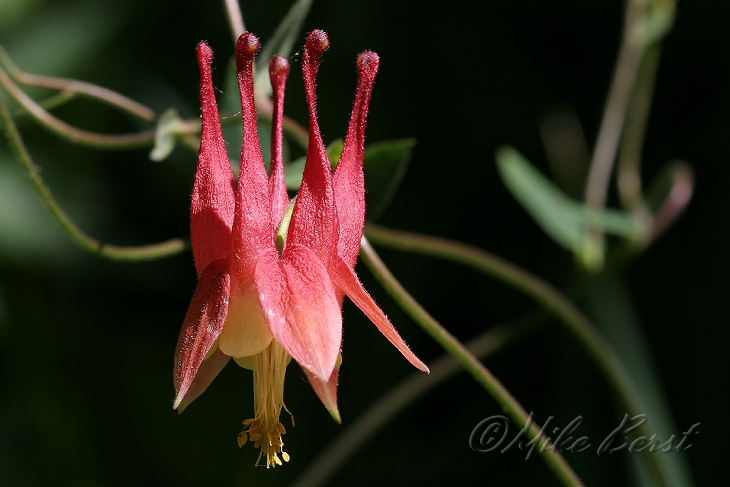  Columbine 