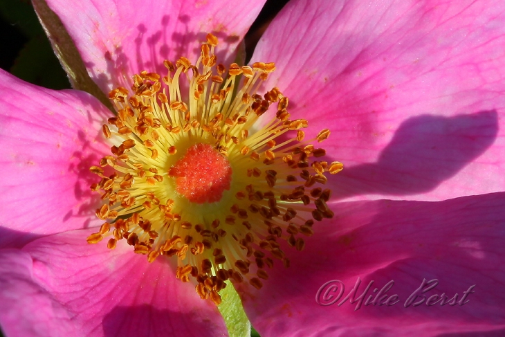  Swamp Rose 