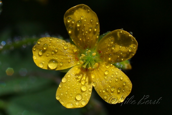  Wood Sorrel 