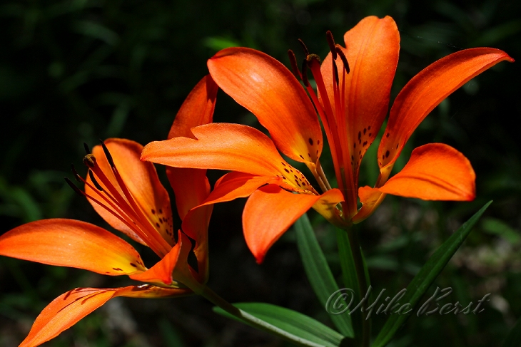  Wood Lily 