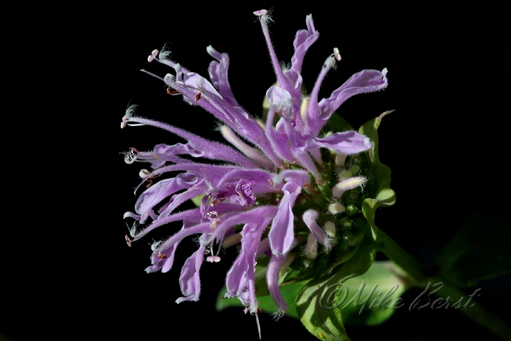  Wild Bergamot 