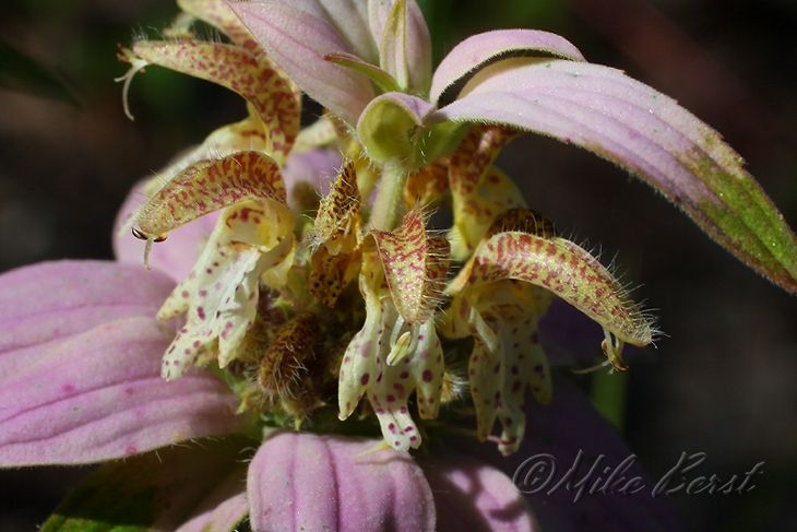  Horsemint 
