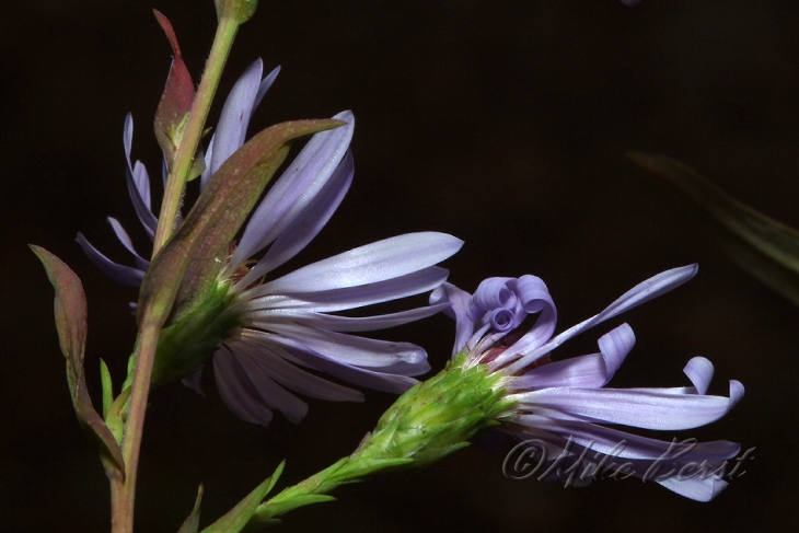  Smooth Aster 