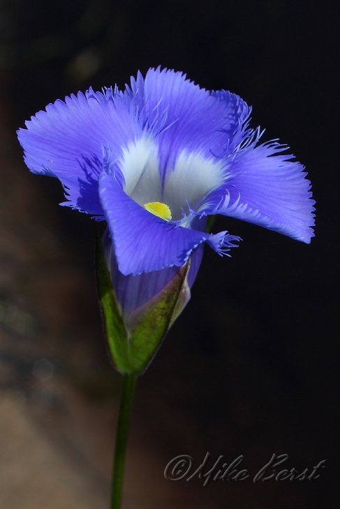  Fringed Gentian 