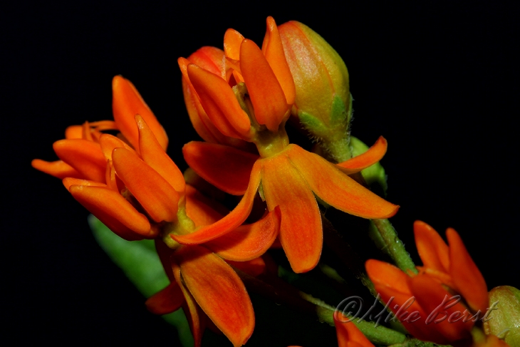 Butterfly Weed 
