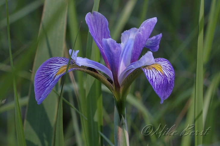  Blue Flag 