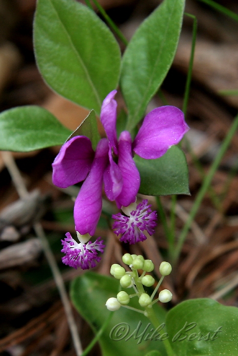  Fringed Polygala 