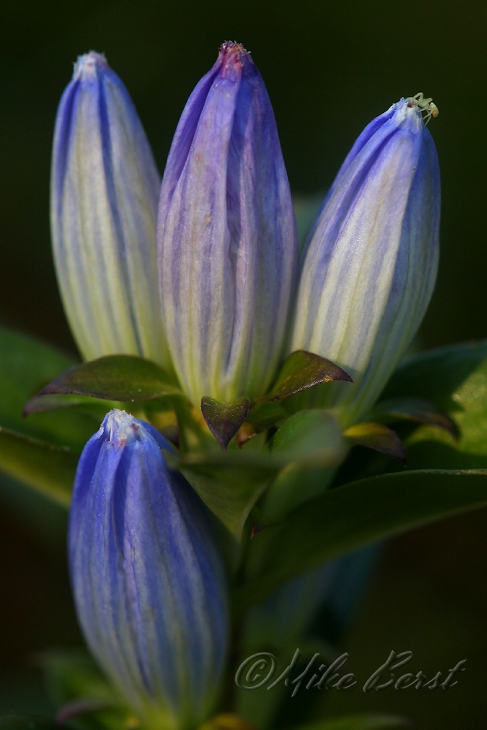  Closed Gentian 
