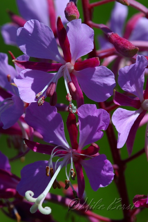  Fireweed 