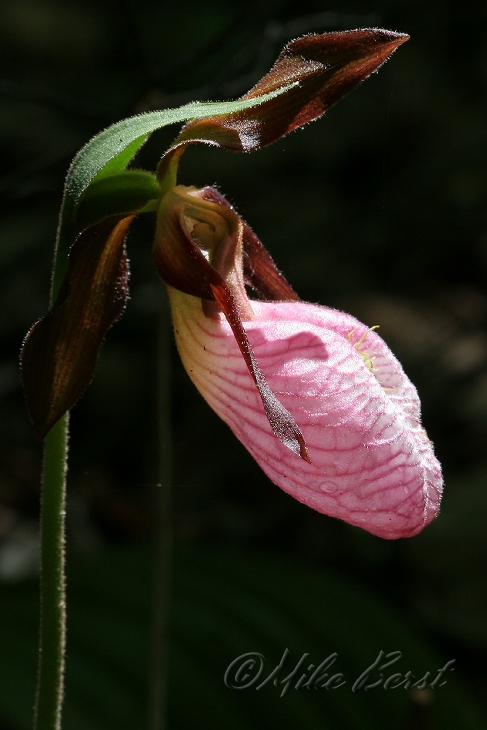  Pink Lady's Slipper 