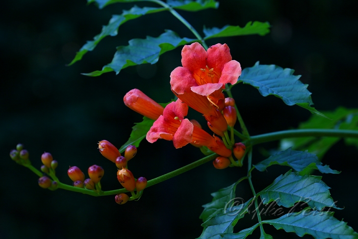 Trumpet Creeper 