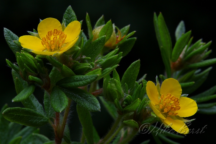  Shrubby Cinquefoil 