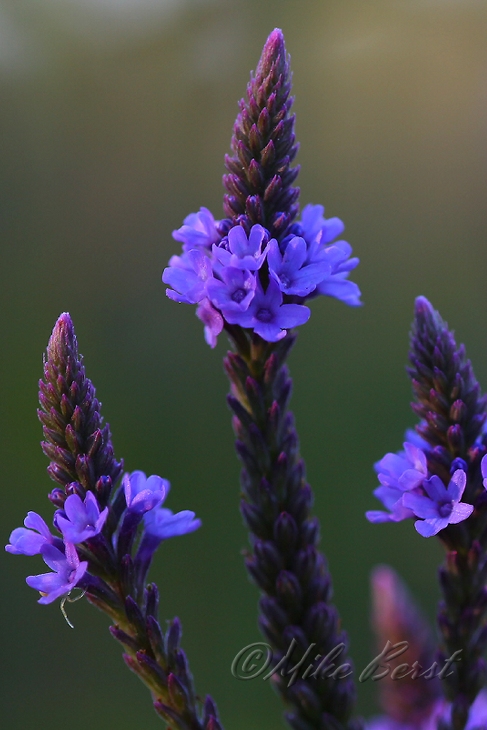  Blue Vervain 
