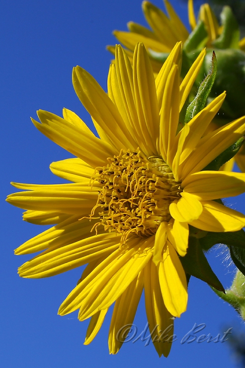  Compass Plant 